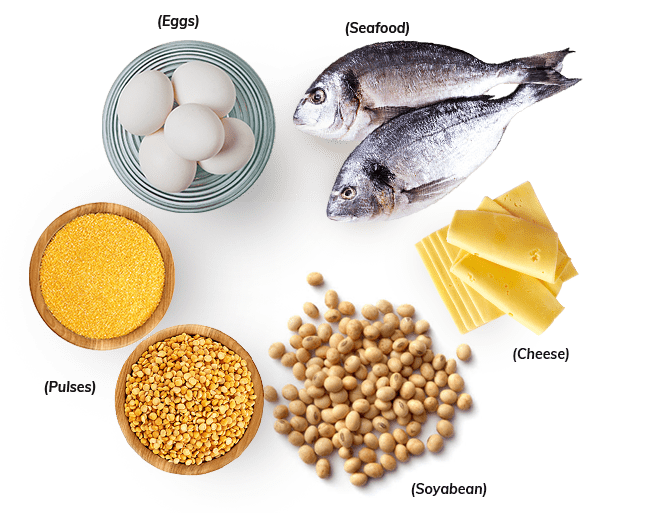 Food Sources for Protein